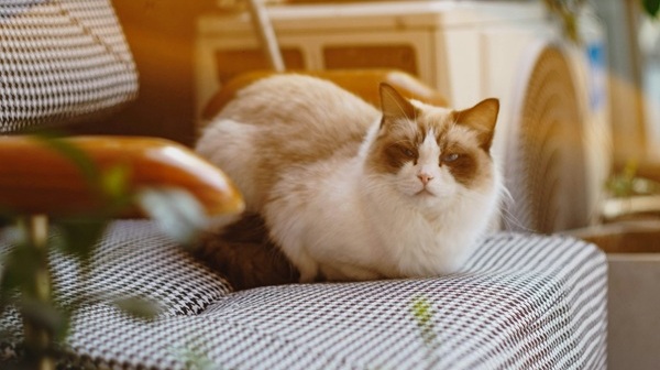 Tiere tommao-wang-ppKfDxAIPrU-unsplash